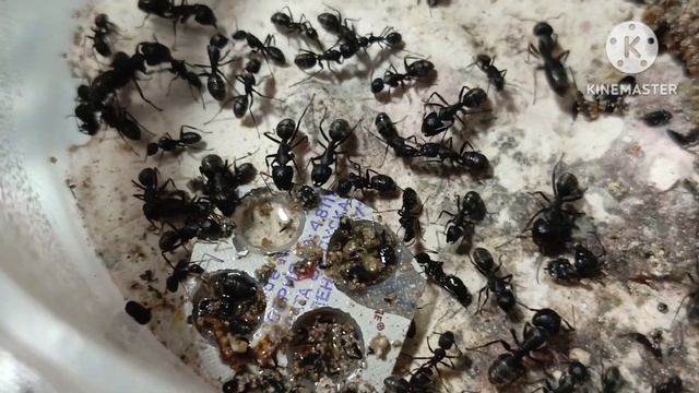 кампонотус саксатилис пьют сироп под расслабляющую музыку смотреть онлайн