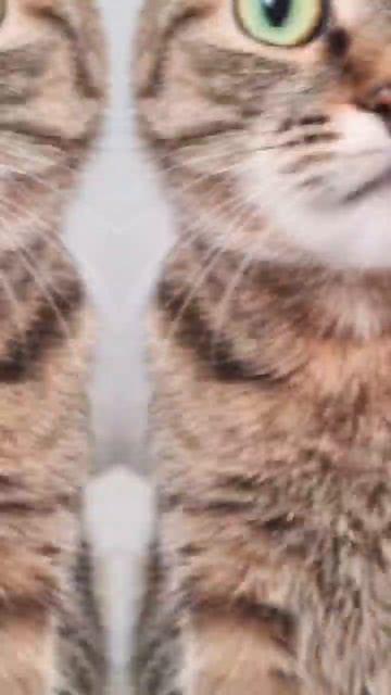 Кошка Ася (2) смотреть онлайн