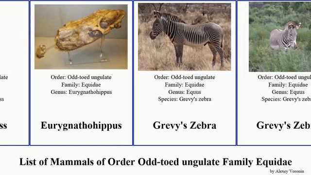 List of Mammals of Order Odd-toed ungulate Family Equidae equus zebra onager horse mesohippus ass смотреть онлайн