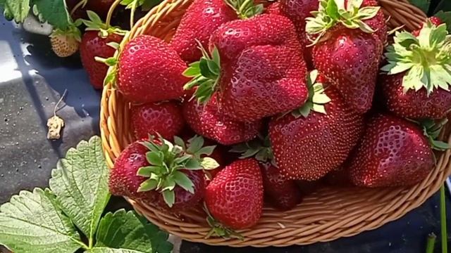МАРМОЛАДА ОНЕБОР.Мои впечатления. смотреть онлайн