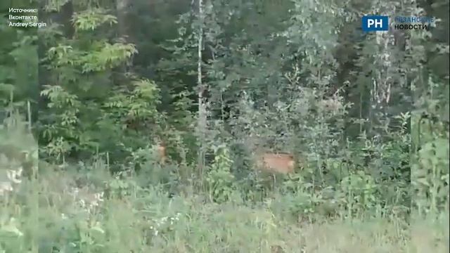 В Рязани недалеко от дягилевского поста ДПС заметили косуль смотреть онлайн