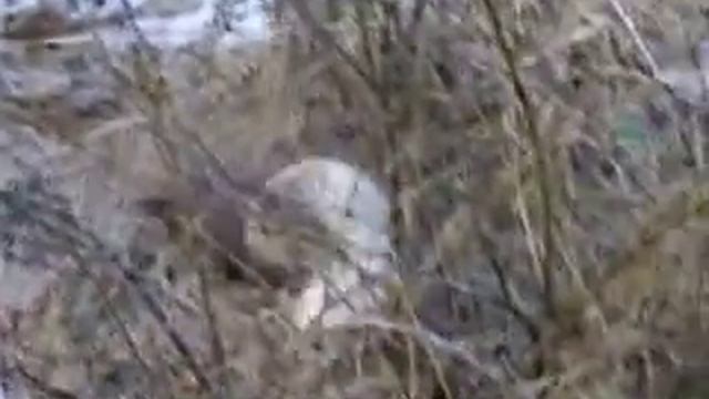 Степка хорь смотреть онлайн