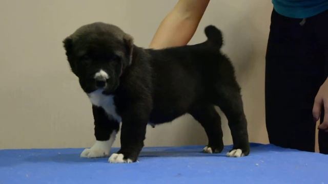 ОЕССЕНН СТИЛЬ Юмашах 36 дней