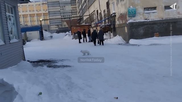 1403 НАБРОСИЛСЯ НА ПАКЕТ смотреть онлайн