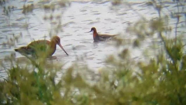 Red Necked Phalarope смотреть онлайн