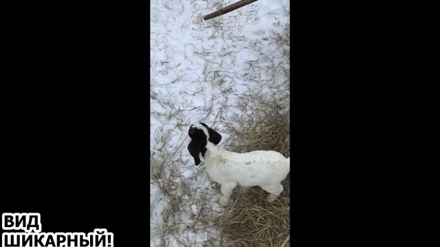 КОЗЛЕНОК - ВЫСОТНИК смотреть онлайн