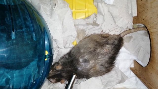 Вася - 28.05.2021 (1ая половина дня) (1) смотреть онлайн