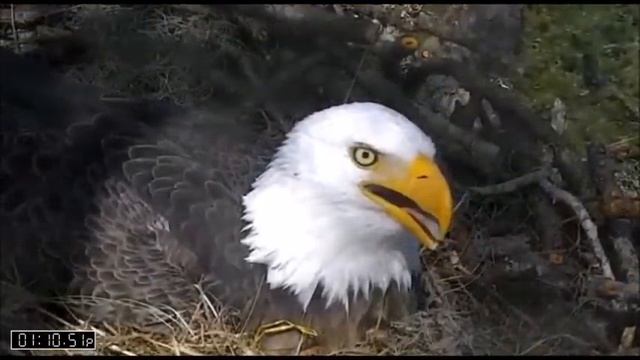 AEF-NEFL Eagles 11-26-15 Turkey Day In The Hamlet смотреть онлайн
