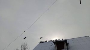 ‼️Цена голубей стабильная: от 2 до 10 руб.‼️📞+79494406619