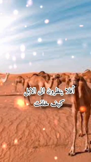 أفلا ينظرون الى الابل كيف خلقت .... смотреть онлайн