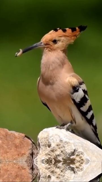 Одуд смотреть онлайн