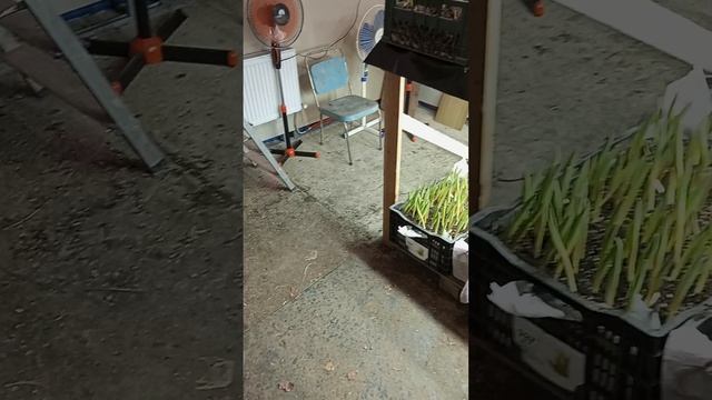 Тюльпаны в январе.mp4 смотреть онлайн