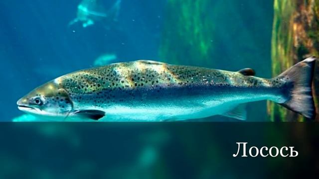 Животные моря смотреть онлайн