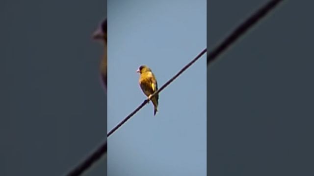 китайская зеленушка поёт . #зеленушка #птички #カワラヒワ#птица #birdwatching #птицы #birds смотреть онлайн