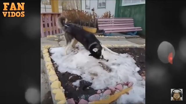 Смешни хаски смотреть онлайн