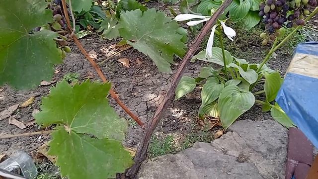 Дегустация!Golden Seal Special Burley