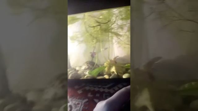 Рыбки Гуппи содержание, уход, размножения смотреть онлайн