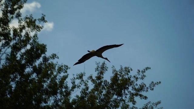 Stork flight смотреть онлайн