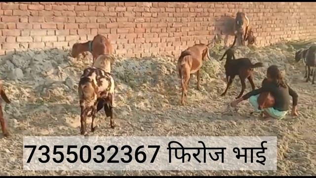 हासिया गोटफार्म प्रयागराज, Hashiya Goatfarm  Allahabad