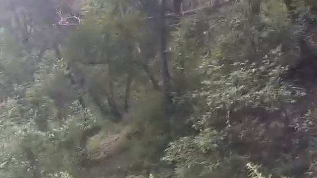 Cicadas of chandigarh Part 1: Different types of cicadas sounds смотреть онлайн