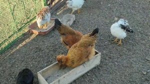 Русская Хохлатая характеристика, что за порода кур