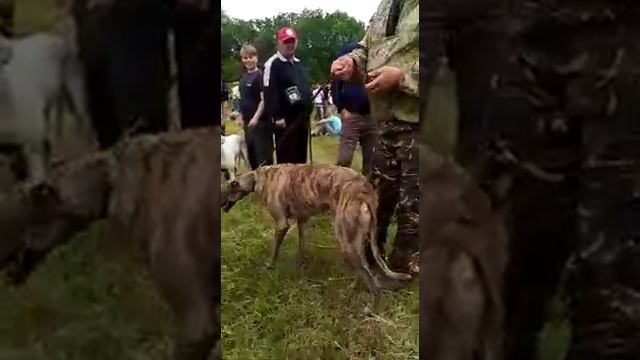 Краевая выстовка собак Мэк первый 25.05.2019 г. смотреть онлайн