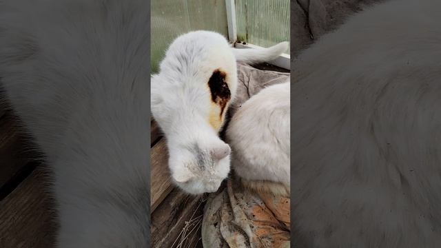 Кошка Плюшка смотреть онлайн