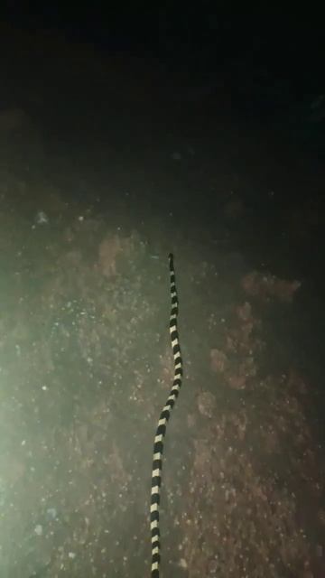 Banded Krait #shorts #short #viral #ytshorts #ytshort #video смотреть онлайн
