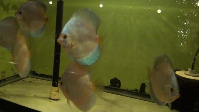 Adult Blue Diamond Discus Fish смотреть онлайн