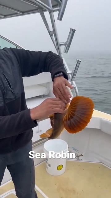 😎😎😎Catching Sea Robin👀👀 смотреть онлайн