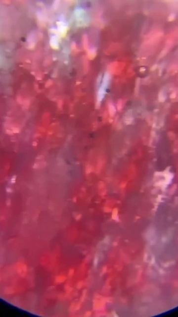 Mind-Blowing Microscopic View of a Cherry Reveals Shocking Details You Never Knew Existed! #cherry смотреть онлайн