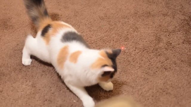 Toro, the kitty cat, going ***CRAZY*** for laser light. IN REAL TIME 60FPS Nikon D600 Video 720P смотреть онлайн