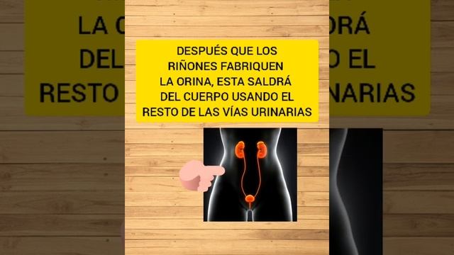 Ciencias Naturales 1er Año Clase Nro 1 “La Excreción” смотреть онлайн