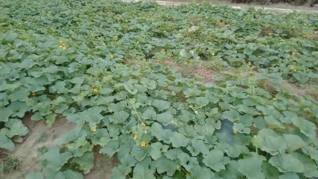 cara mempercepat pembesaran buah melon#vlog #petanimelon #melon смотреть онлайн