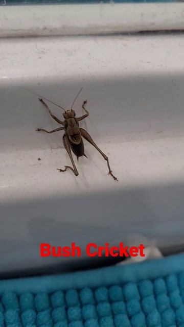 Bush Cricket | Paul Slowworm смотреть онлайн