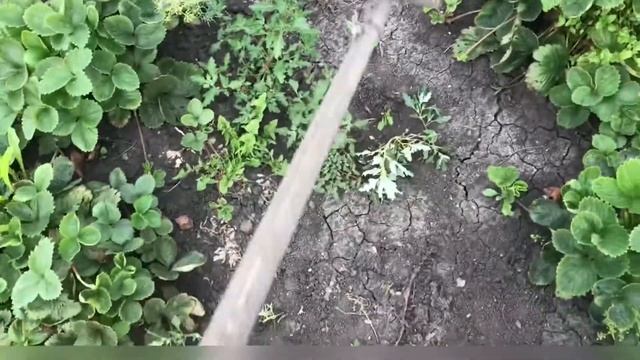 Вырываю сорняки видео про огород смотреть онлайн