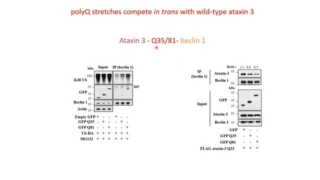 Autophagy and Neurodegeneration: Autophagy-lysosome Pathway in Neurodegenerative Disease смотреть онлайн