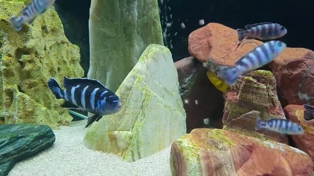 Мбуна, беременная Демасонии смотреть онлайн