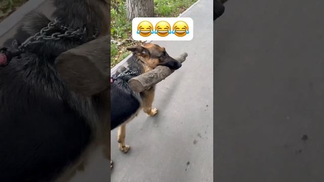 Дива такая Дива😂 #немецкаяовчарка #собака #животные #germanshepherd #рыжийкот #cat #топ смотреть онлайн