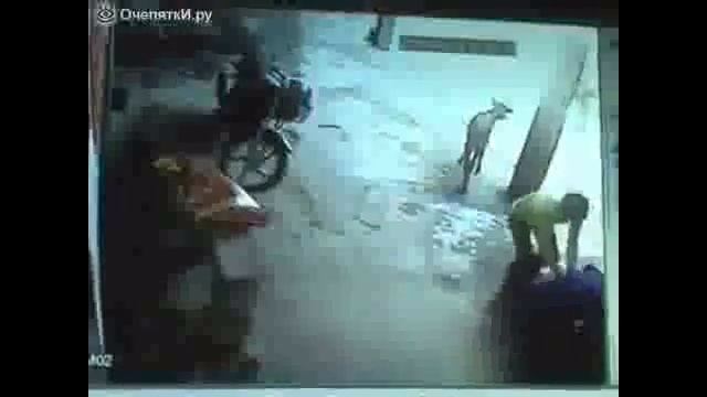 Прикол про коров #1 смотреть онлайн