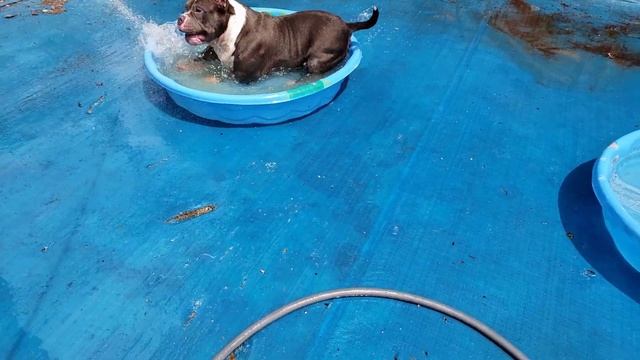 Extreme American Bullies Gotti And Capone 2yrs Old Today смотреть онлайн