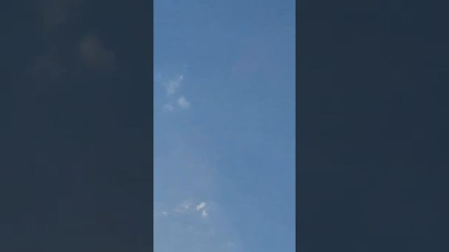 #pigeons Неудачная атака сапсана смотреть онлайн