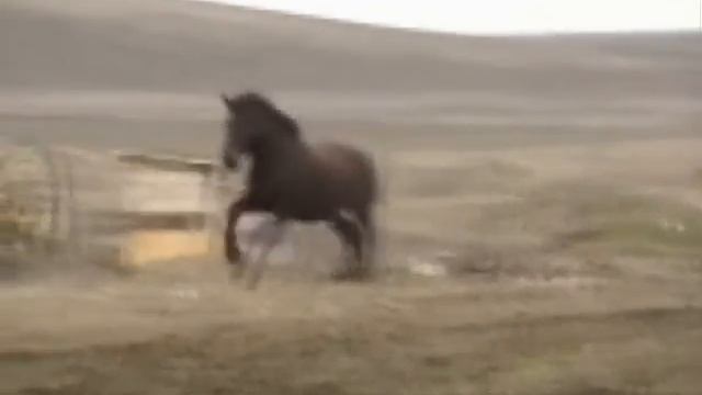 лошади смотреть онлайн
