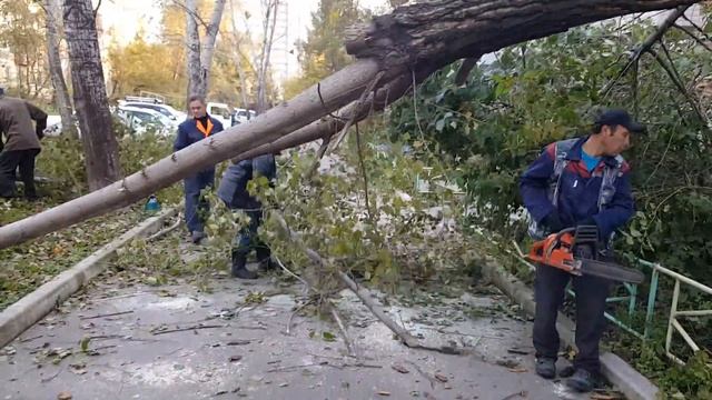 2016.09.26 работники ЖЭУ распиливают упавшее дерево2 смотреть онлайн