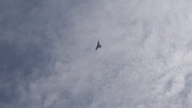 #Pigeon. Подъём и посадка с игрой. 16.04.20г смотреть онлайн