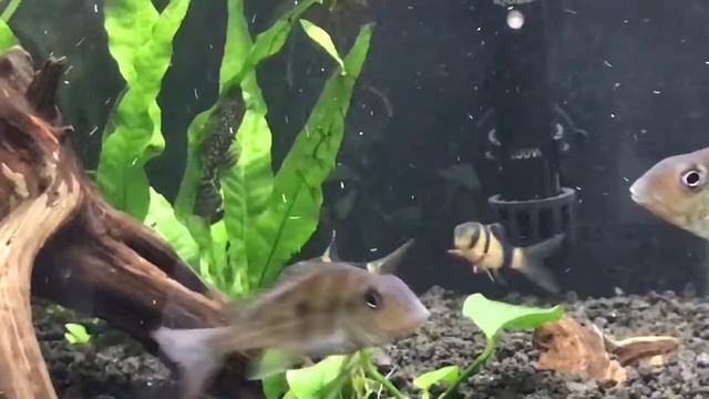 Geophagus Winemilleri смотреть онлайн