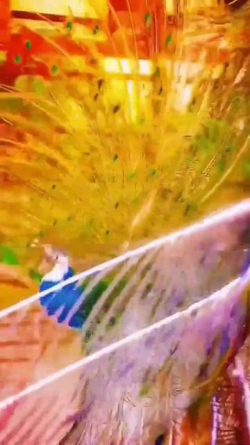 color.. amazing.. peacock. #shorts смотреть онлайн