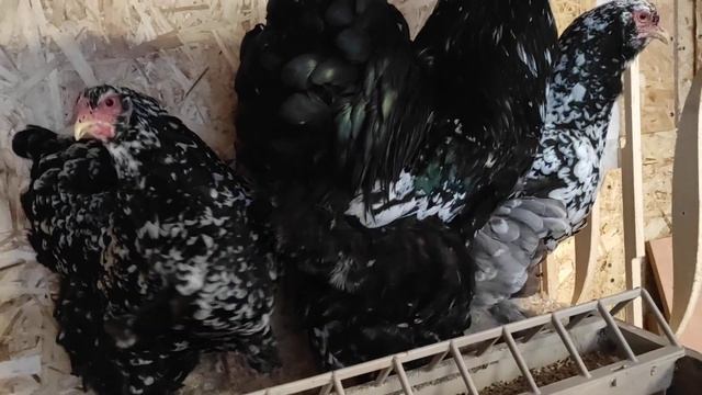 Брама мраморная