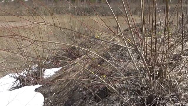 Фотоохота на чёрных аистов смотреть онлайн