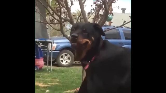 Приколы с животными №4 | Кошки Коты Собаки | Лучшее смотреть онлайн